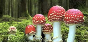 Amanita muscaria